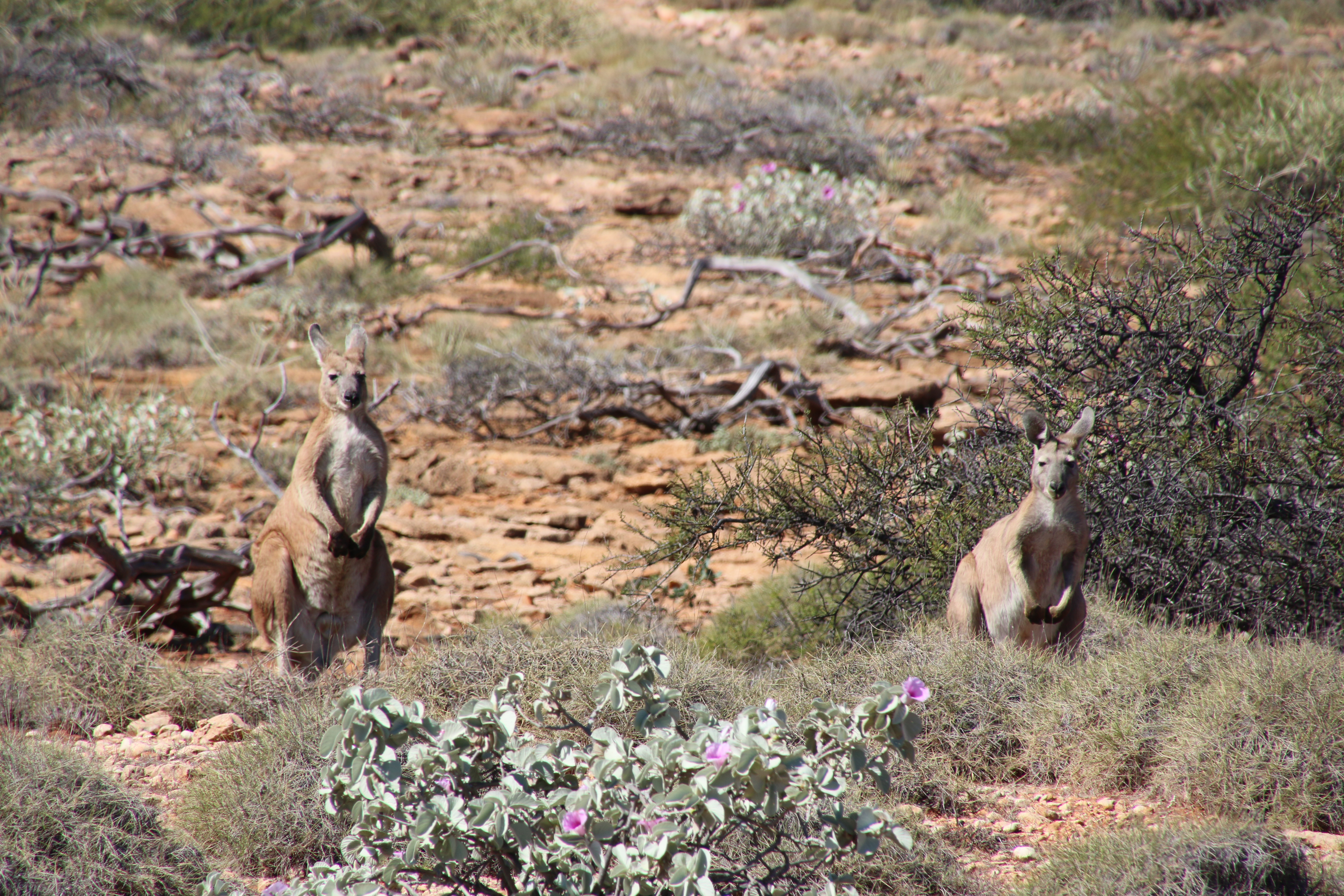 Foto: Riesenkängurus in Westaustralien Foto: (Ralf Metzdorf).