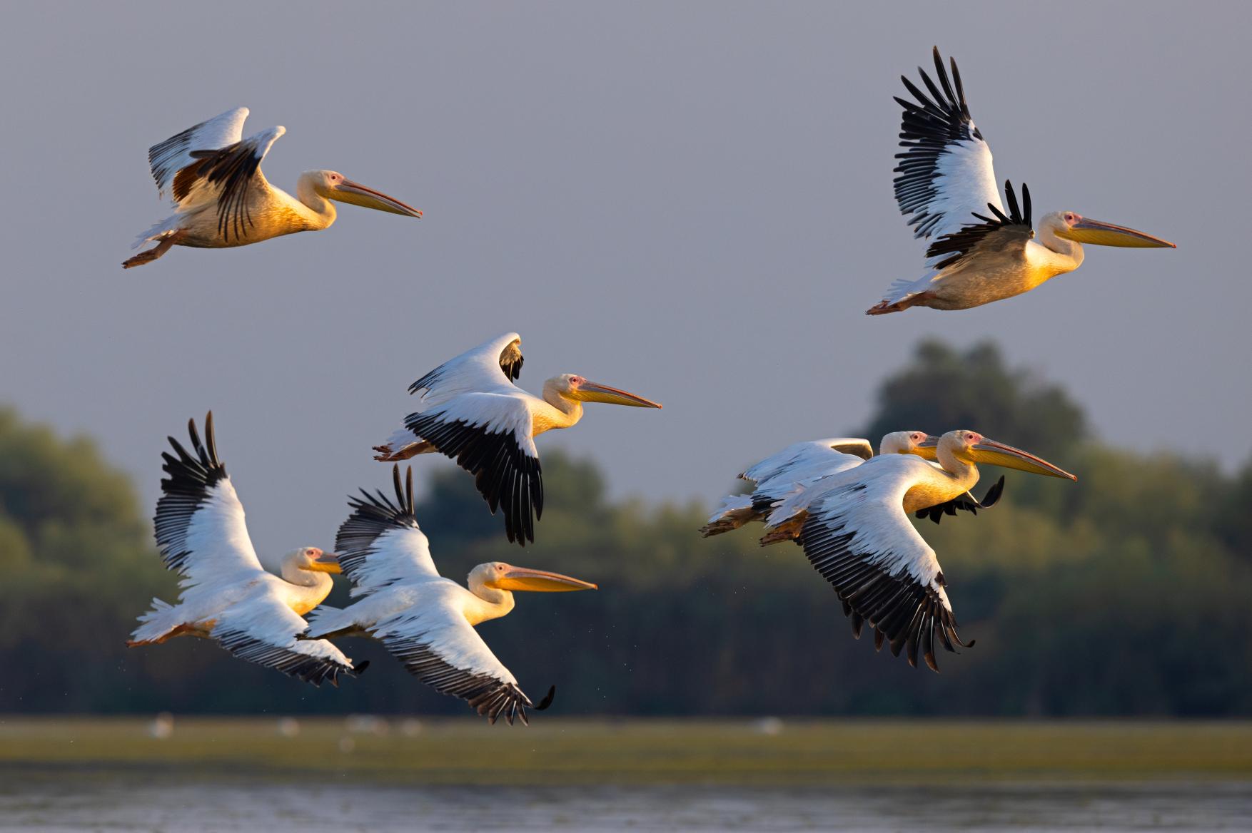 Foto: Rosapelikan der „Wappenvogel“ des Donaudeltas (Foto: Dr. Christoph Robiller).