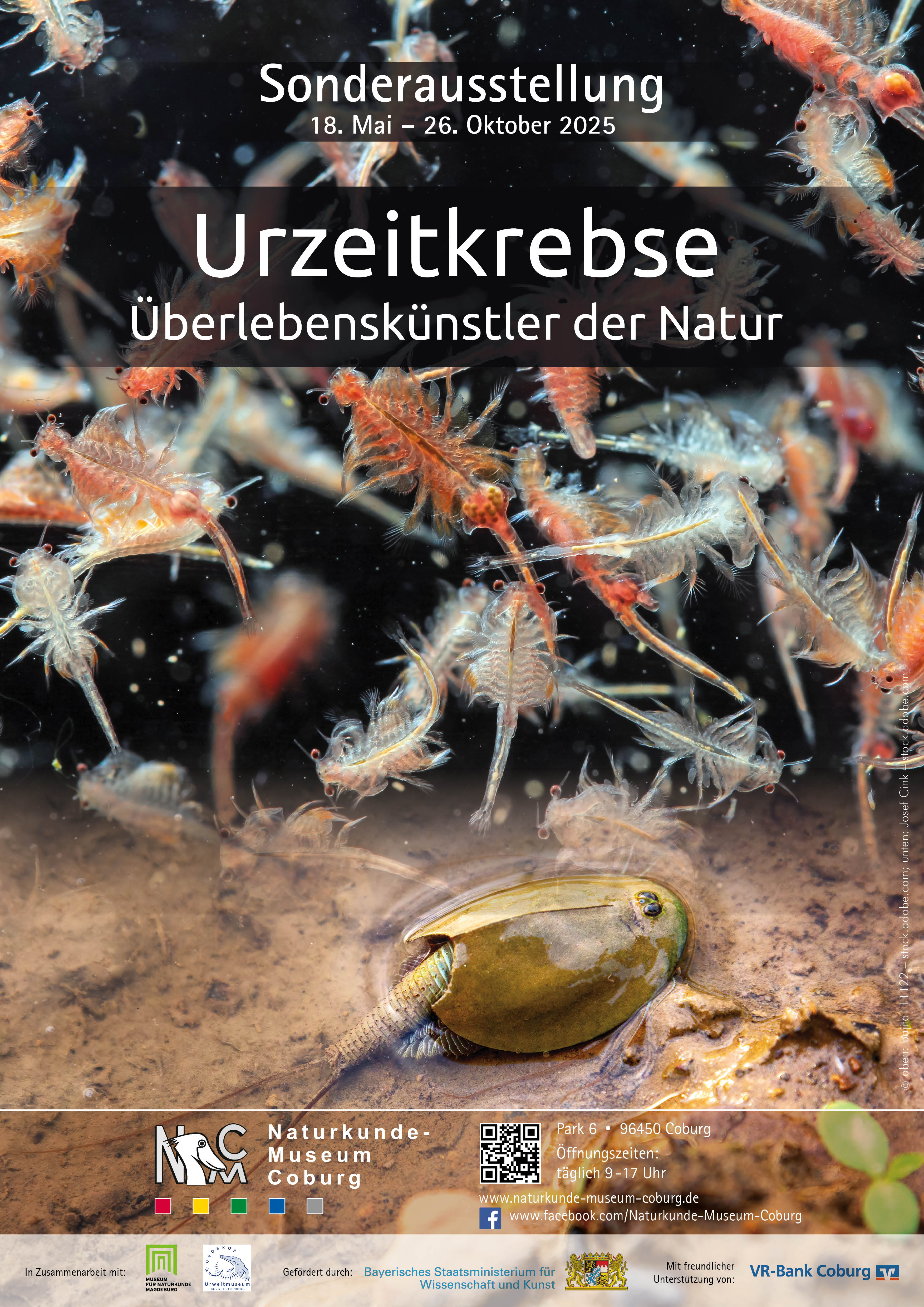 Urzeitkrebse